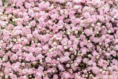 Schleierkraut (Gypsophila) pflanzen & pflegen